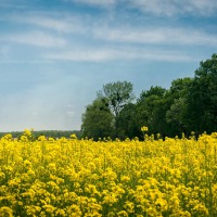 20170521-_MG_3551-Rapsfeld