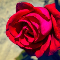 20170910-_MG_7139-Rote Rose