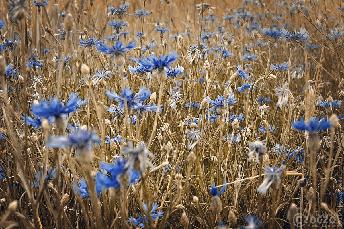 20180601-Feldblumen