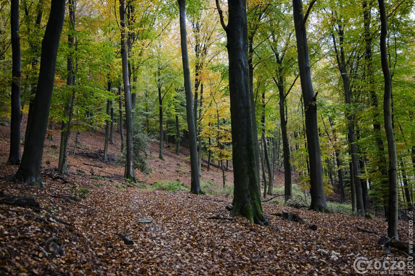 20201026-Wald-im-Oktober-9A1A9368