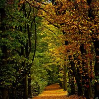 2022-10-15-9A1A0045-ON1-Gruem-Gelbe-