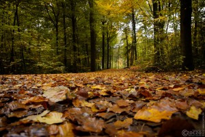 2022-10-21-9A1A0563-Wanderweg