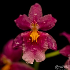 20220105-9A1A4478-ON1-Pluemchen