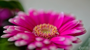 20220110-9A1A4540-ON1-Gerbera