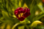 20220126-_A1A4712-ON1-Tulpe
