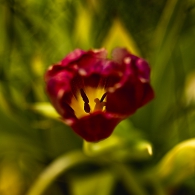 20220126-_A1A4712-ON1-Tulpe 20220126-_A1A4712-ON1-Tulpe
