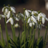 20220214-_A1A5013-ON1-schneegloeckchen