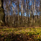 20220328-9A1A5880-LR-Blumen-Teppich