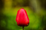 20220423-9A1A6404-LR-Rote-Tulpe