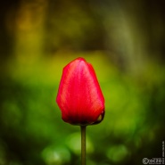 20220423-9A1A6404-LR-Rote-Tulpe