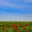 20220605-9A1A8398-ON1-Mohnfeld