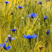 20220613-9A1A8698-ON1-Feldblumen