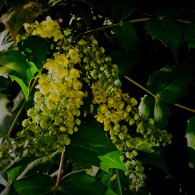 2023-01-11-9A1A2550-Wie-ein-Fruehling- 2023-01-11-9A1A2550-Wie-ein-Fruehling-