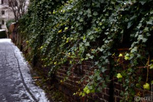 2023-01-19-9A1A2831-Efeu