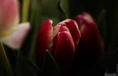 2023-01-25-9A1A4265-Tulpen