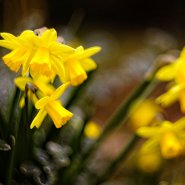 2023-03-17-9A1A6058-Krokusse-