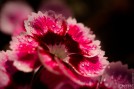 2023-07-26-9A1A9139-garten-Nelke