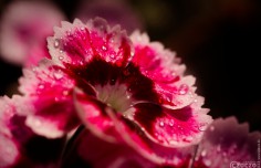 2023-07-26-9A1A9139-garten-Nelke