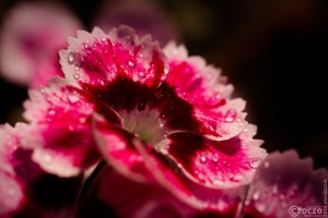 2023-07-26-9A1A9139-garten-Nelke