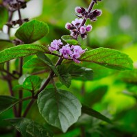 2023-07-27-9A1A9150-Zitronen-mellise