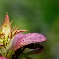 2023-08-09-9A1A9710-Tja