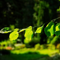 2023-08-23-9A1A0262-letzte-Gruen