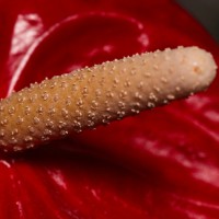 2023-08-30-9A1A0650-Aus-dem-Blumentopf