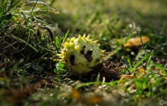 2023-10-06-9A1A2233-Kastanie