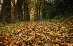 20231107-9A1A3287-Weg