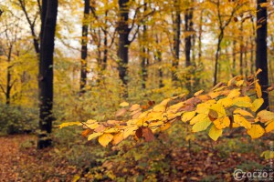 20231111-9A1A3332-Einfach-Herbst