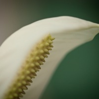 20231214-9A1A3763-Auf-dem-Fensterbank