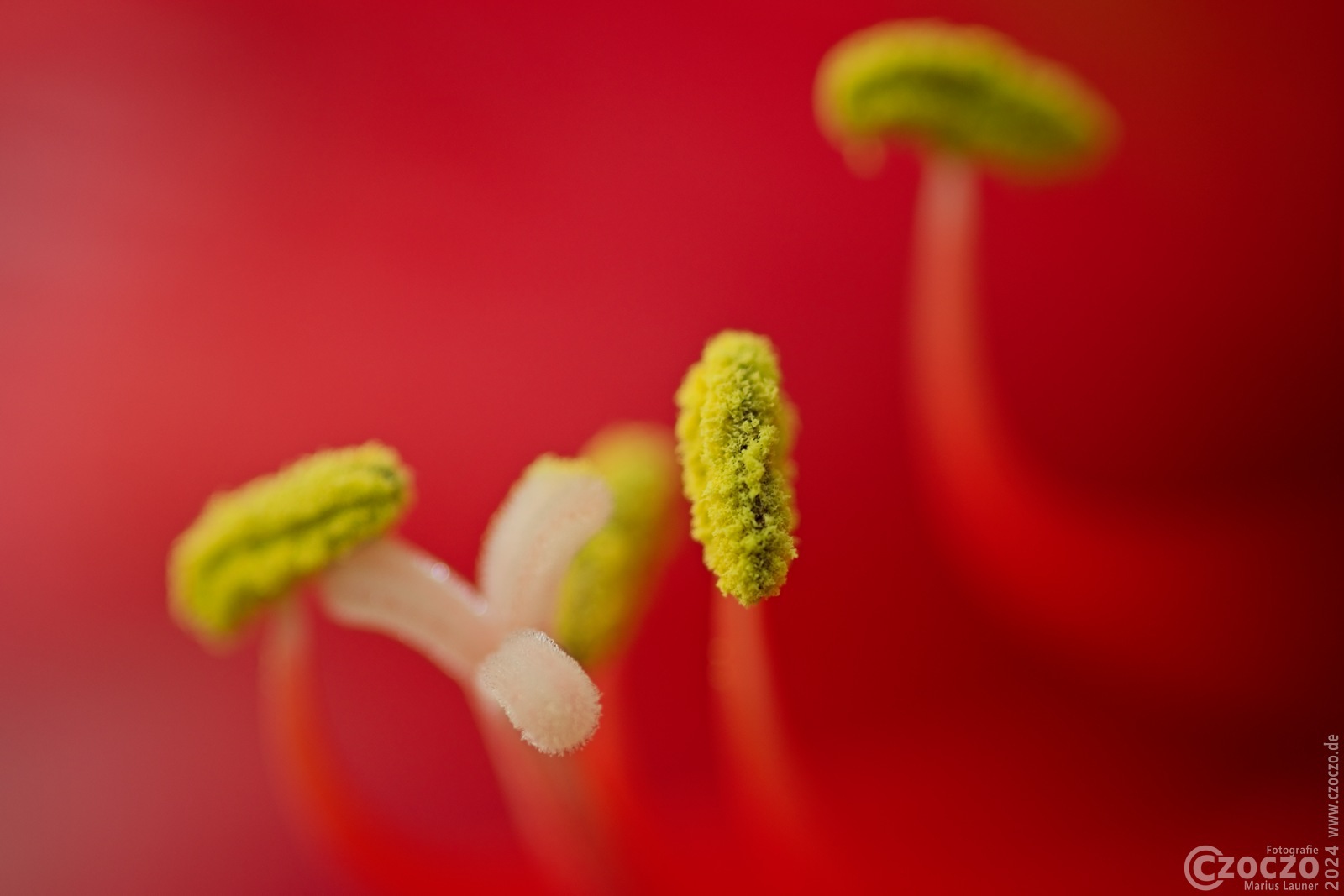 20231228-9A1A4170-Blume-
