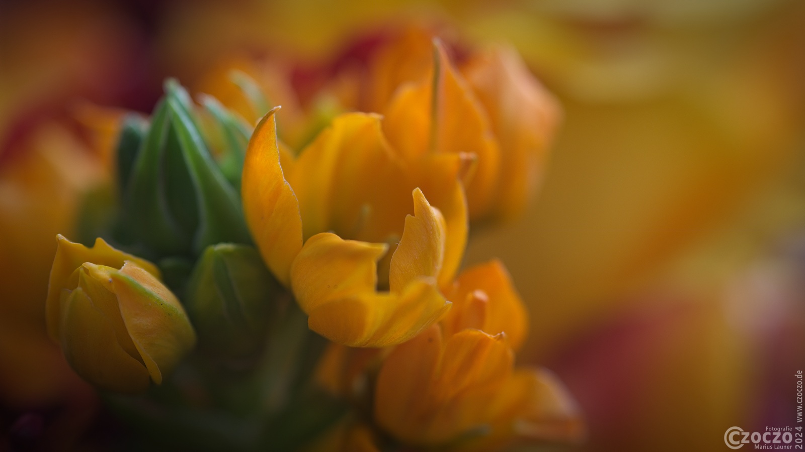 20240109-9A1A4618-Farbkleks-