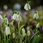 20240210-9A1A0348-Schneegloeckchen