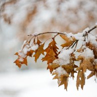 20241121-9A1A1812-Erste-Schnee-Tag2 20241121-9A1A1812-Erste-Schnee-Tag2