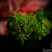 2025-02-19-9A1A2638-Nature-Thurasday-09 2025-02-19-9A1A2638-Nature-Thurasday-09