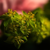 20250219-9A1A2640-Nature-Thursday-8 20250219-9A1A2640-Nature-Thursday-8