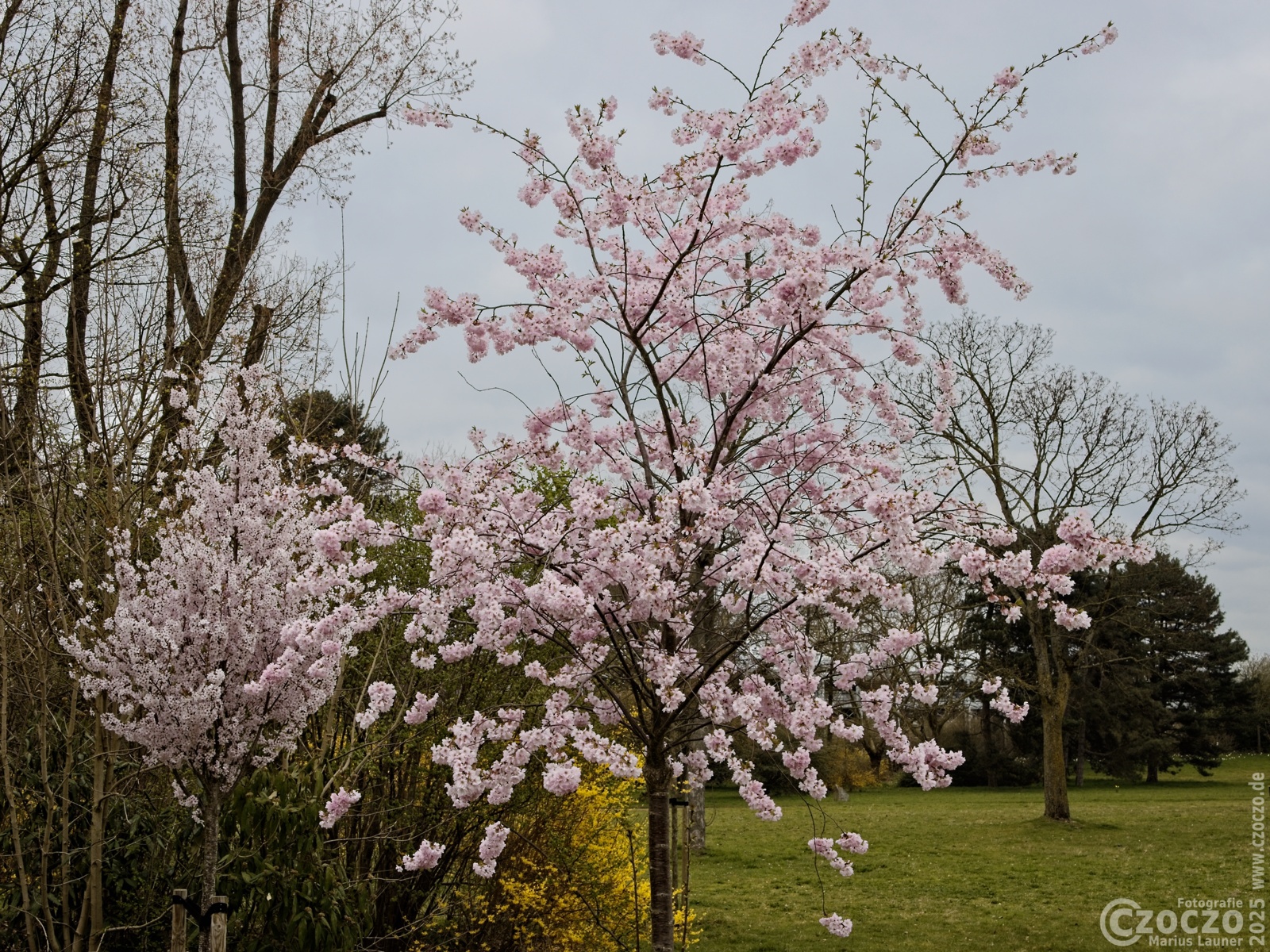 20250326-9A1A2997-Japanische-Garten-Duesseldorf