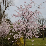 20250326-9A1A2997-Japanische-Garten-Duesseldorf