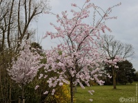 20250326-9A1A2997-Japanische-Garten-Duesseldorf
