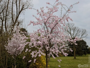 20250326-9A1A2997-Japanische-Garten-Duesseldorf