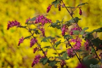 20250328-9A1A3005-GelbPink