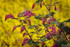 20250328-9A1A3005-GelbPink