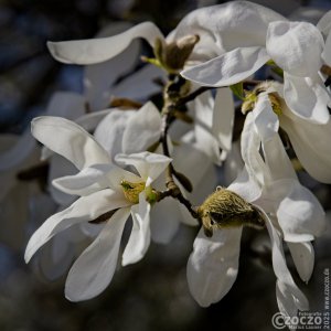 20250328-9A1A3021-Nature-Thursday-16