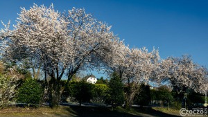 20250329-9A1A3024-Nature-Thursday-17