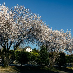 20250329-9A1A3024-Nature-Thursday-17