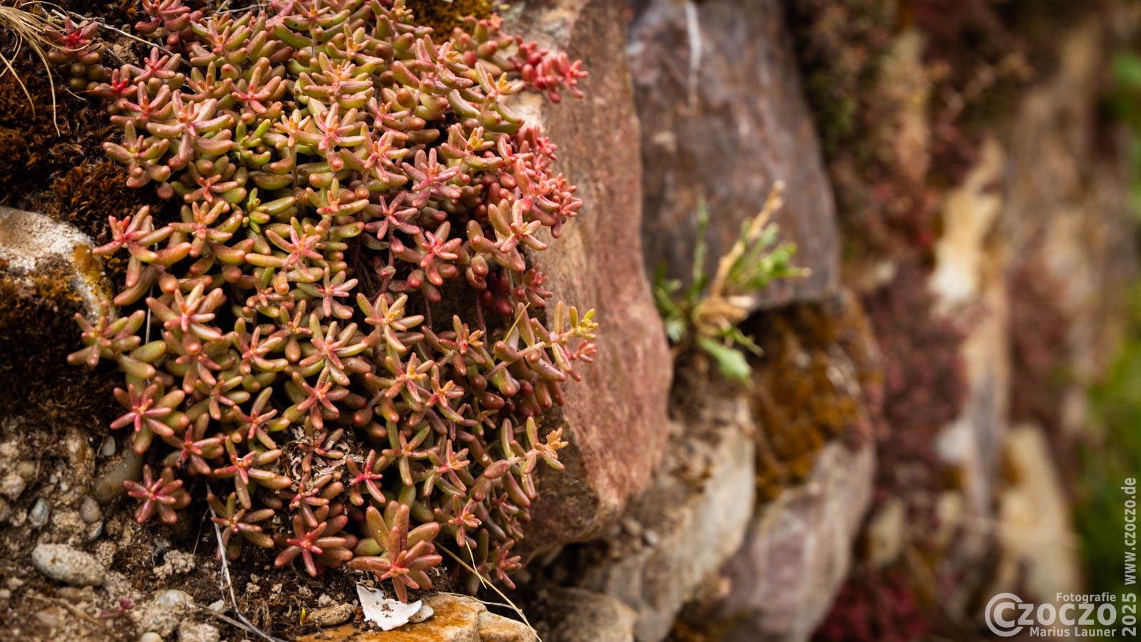 20250529-9A1A3377-Nature-Thursday-50