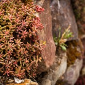 20250529-9A1A3377-Nature-Thursday-50 20250529-9A1A3377-Nature-Thursday-50