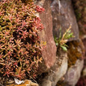 20250529-9A1A3377-Nature-Thursday-50