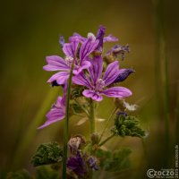 20250529-9A1A3407-Nature-Thursday-41